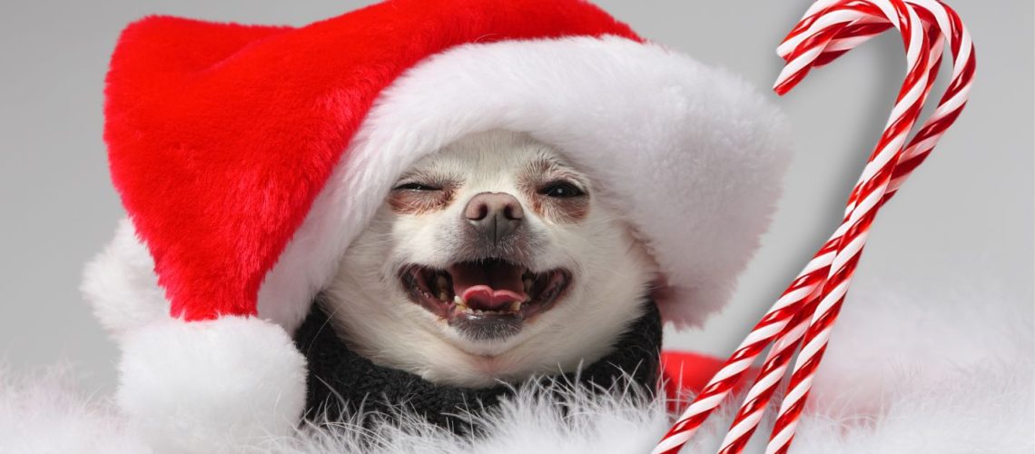 Can dogs eat candy canes? The Dangers and Risks