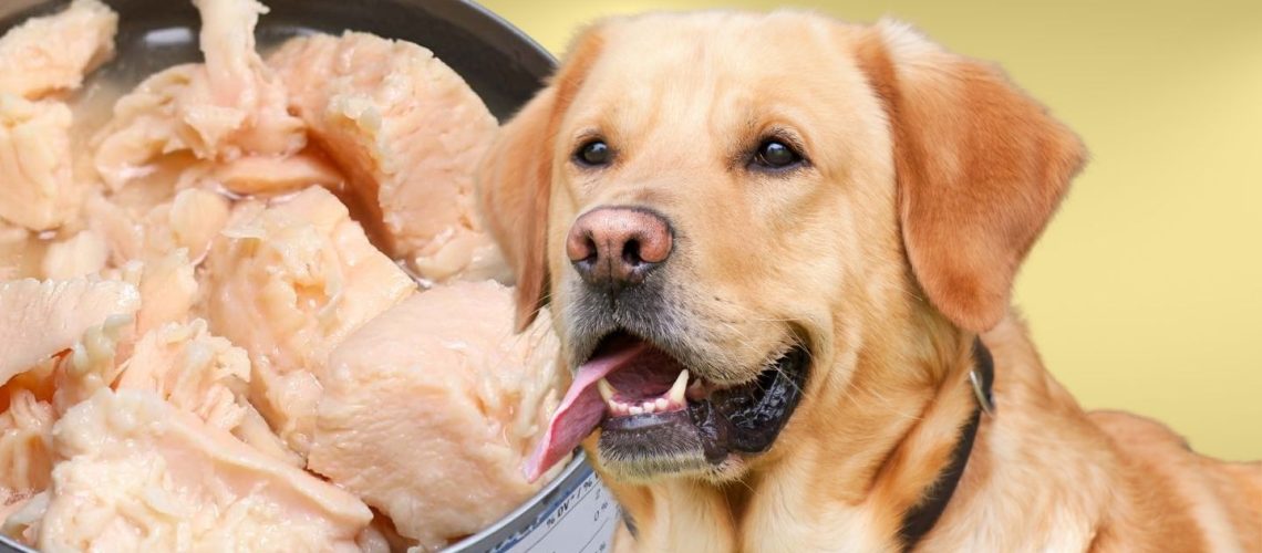 Can Dogs Eat canned chicken?