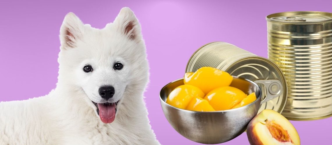 Can Dogs Eat canned peaches?