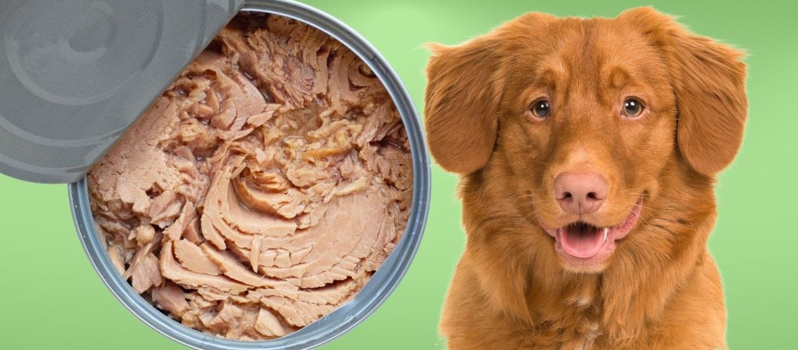 Can Dogs Eat canned tuna?