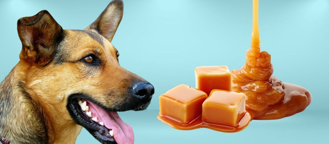 Can Dogs Eat caramel?