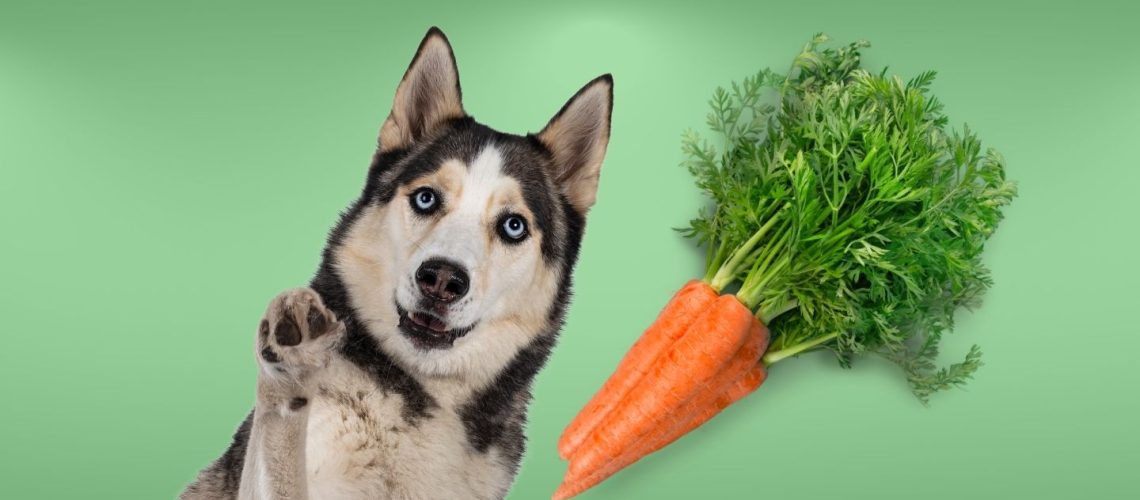 Can Dogs Eat carrots?