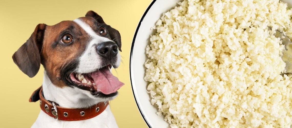 Can Dogs Eat cauliflower rice?