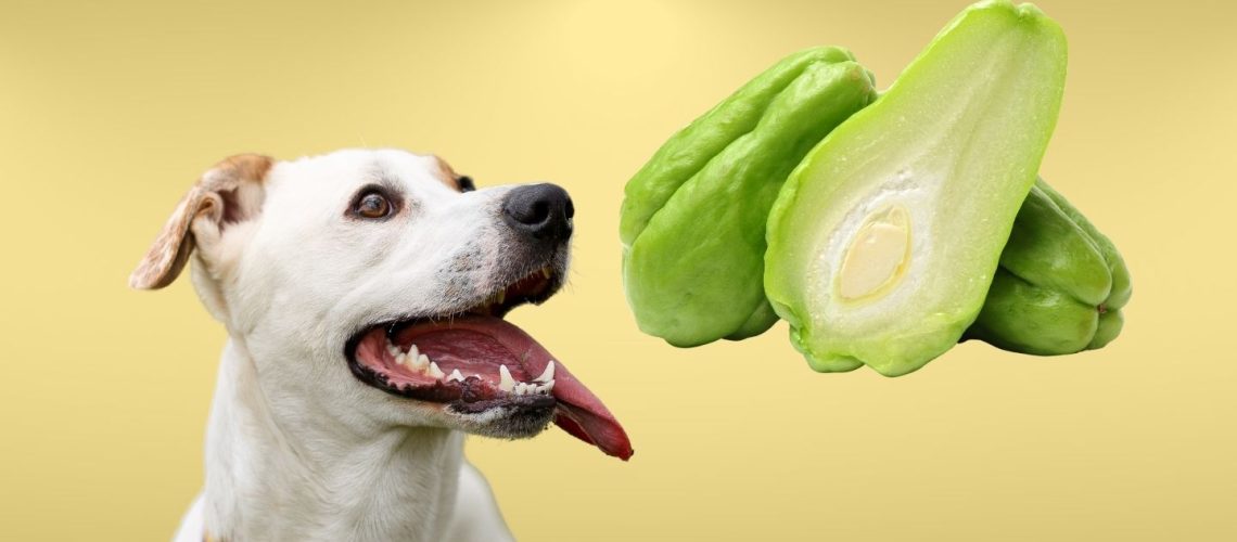 can dogs eat chayote squash