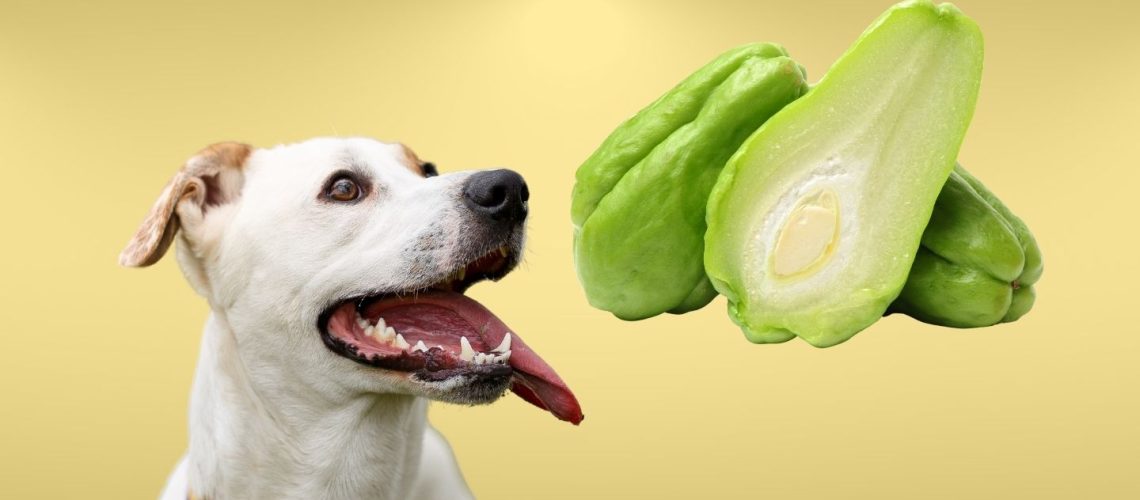 Can Dogs Eat chayote?
