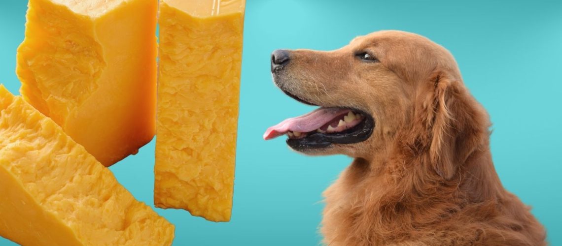 Can Dogs Eat Cheddar Cheese? A Comprehensive Guide