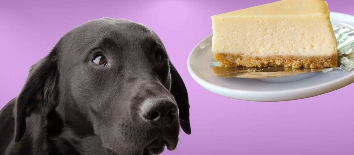 Can Dogs Eat cheesecake?