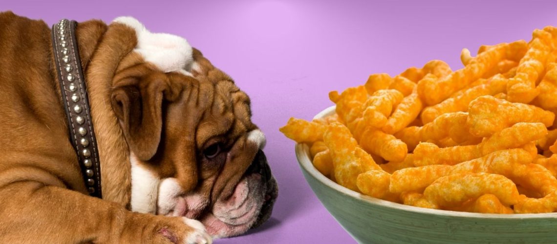 Can Dogs Eat cheetos?