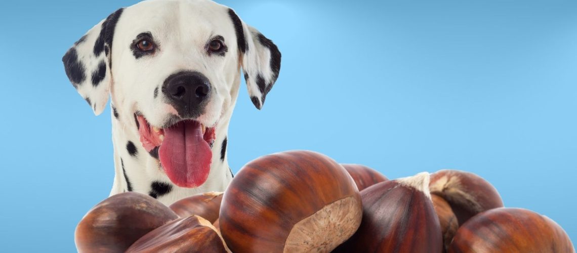 Can Dogs Eat chestnuts?