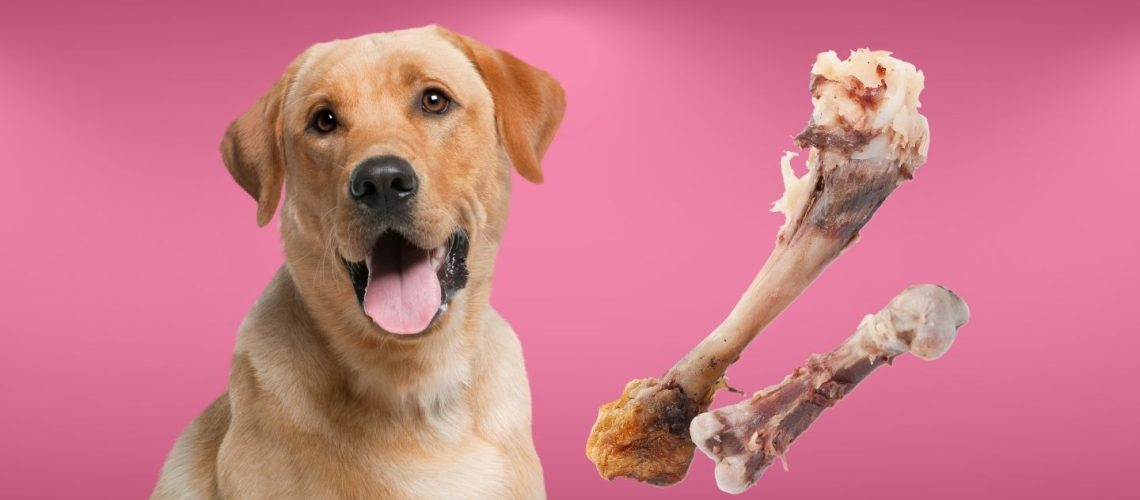 Can Dogs Eat chicken bones?