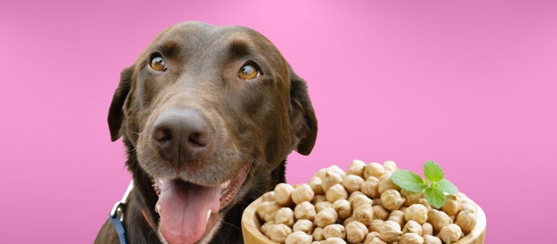 Can Dogs Eat chickpeas?