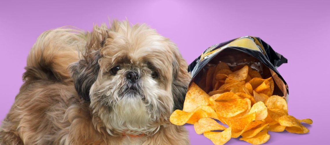 Can Dogs Eat chips?