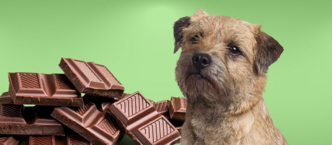 Can Dogs Eat Chocolate? Why You Should Avoid That