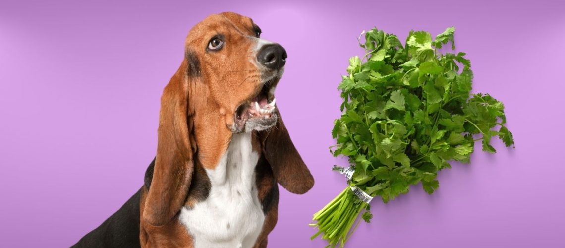 Can Dogs Eat cilantro?