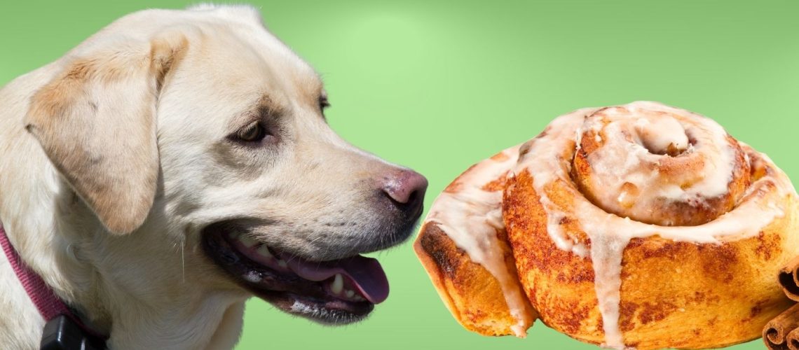 Can Dogs Eat cinnamon rolls?