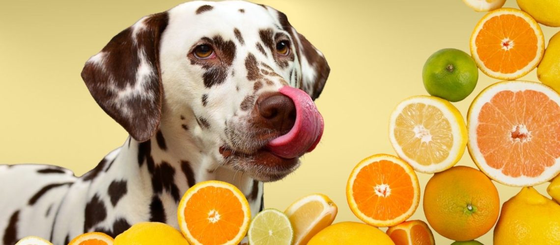 Can Dogs Eat citrus?