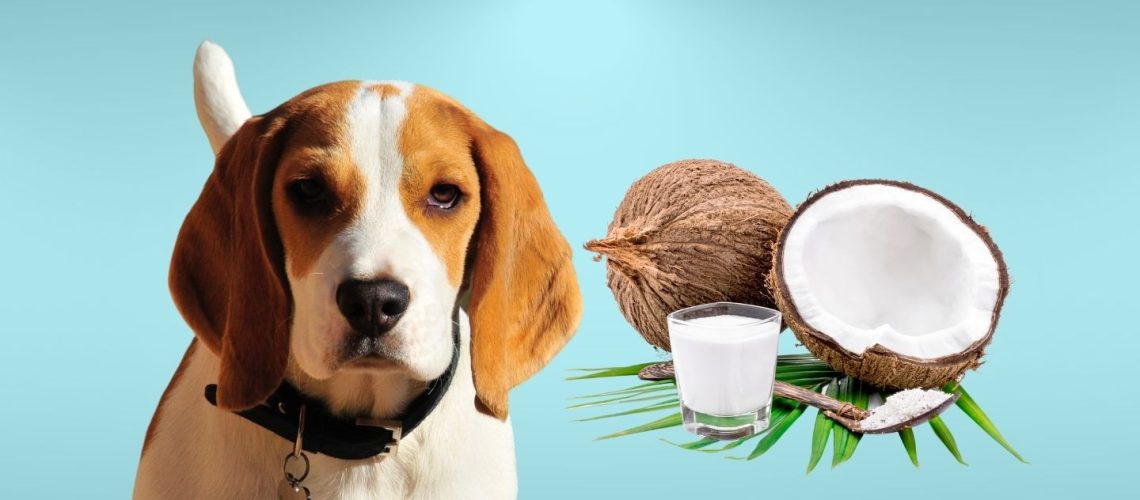 Can Dogs Eat coconut milk?