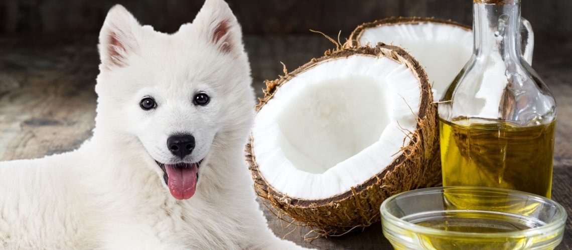 Can Dogs Eat coconut oil?