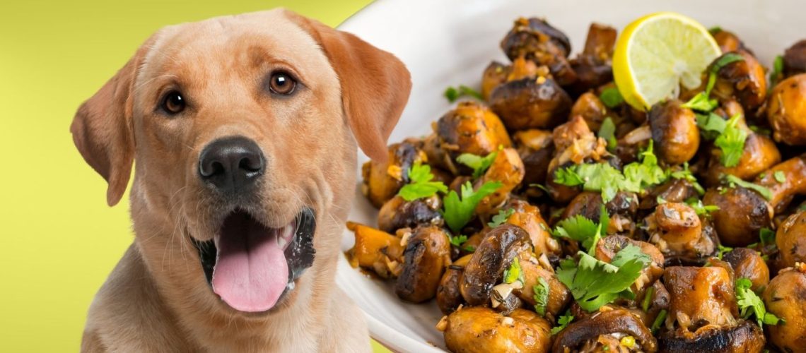 Can Dogs Eat cooked mushrooms?