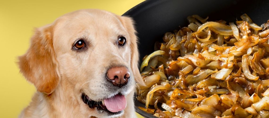 Can Dogs Eat cooked onions?