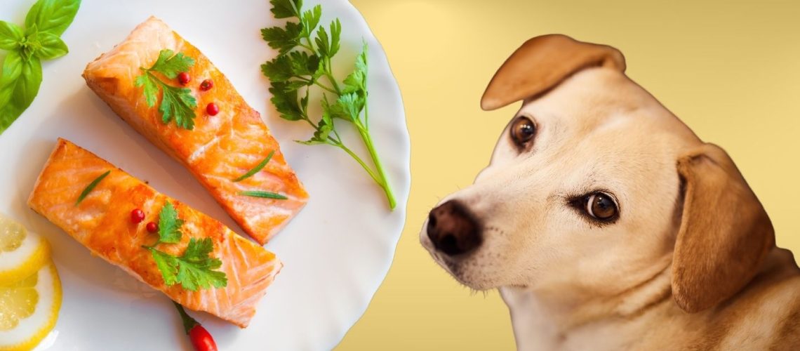 Can Dogs Eat cooked salmon?