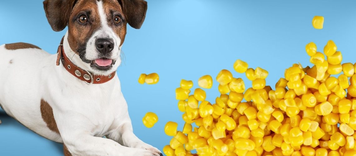 Can Dogs Eat corn?