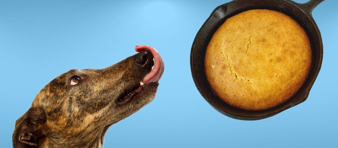 Can Dogs Eat cornbread?