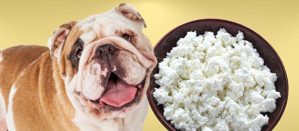 Can Dogs Eat cottage cheese?