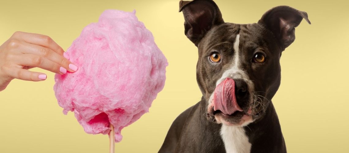 Can Dogs Eat cotton candy?