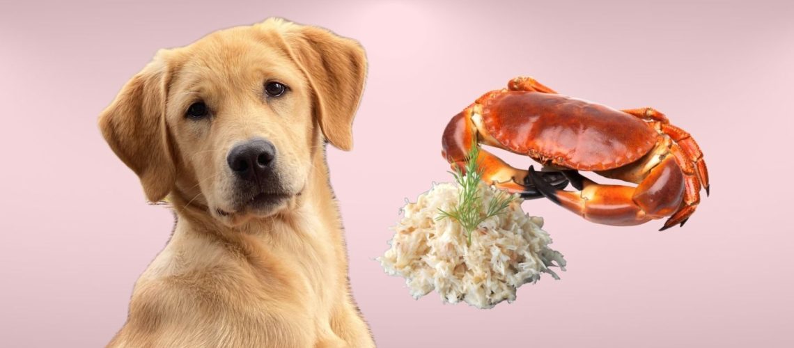 Can Dogs Eat crab?