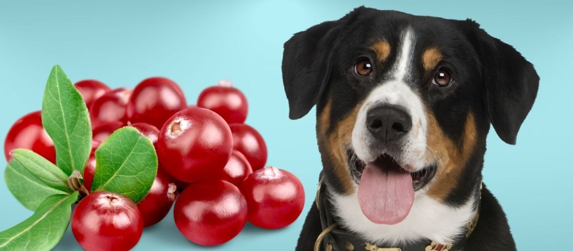 Can Dogs Eat cranberries?