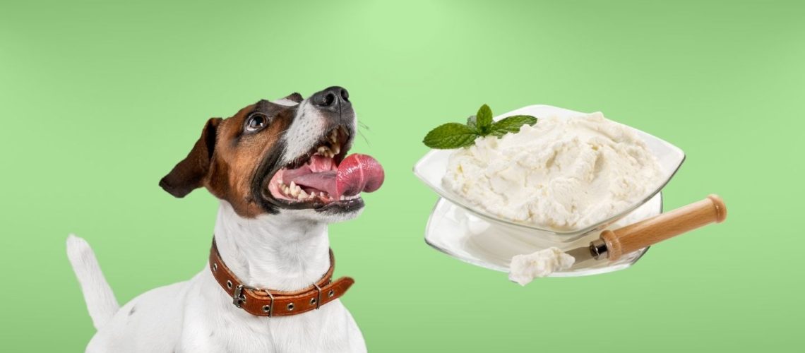 Can Dogs Eat cream cheese?