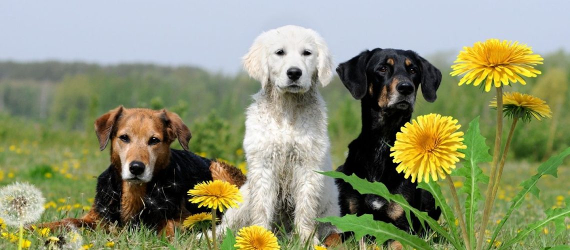 Can Dogs Eat dandelions?