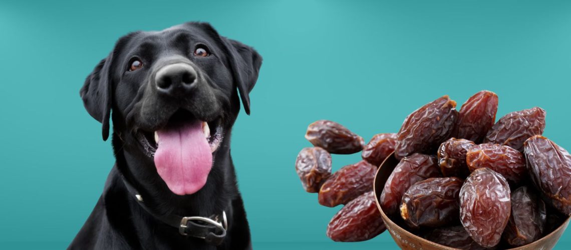 Can Dogs Eat dates?