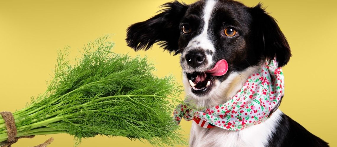 Can Dogs Eat dill?