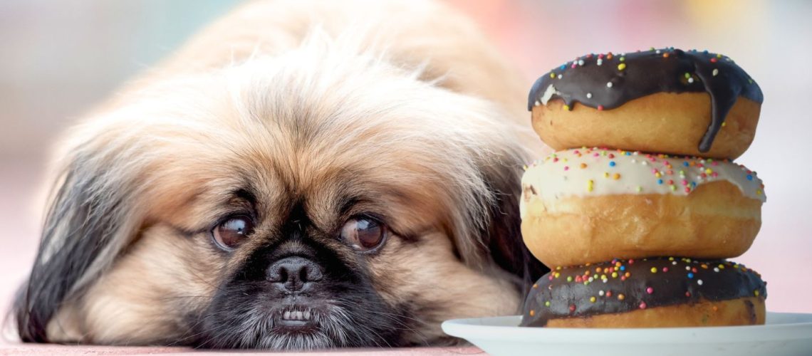 Can Dogs Eat donuts?