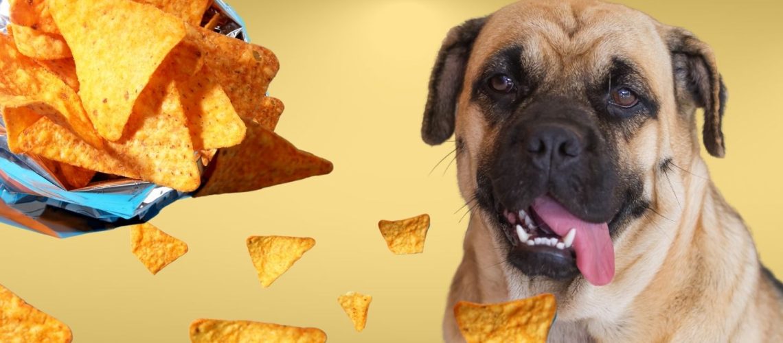 Can Dogs Eat doritos?