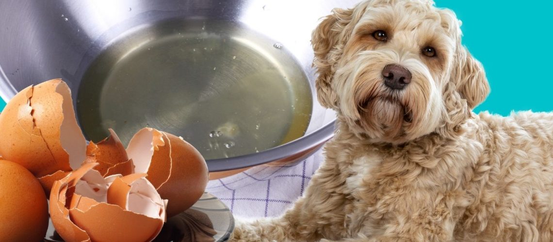 Can Dogs Eat egg whites?