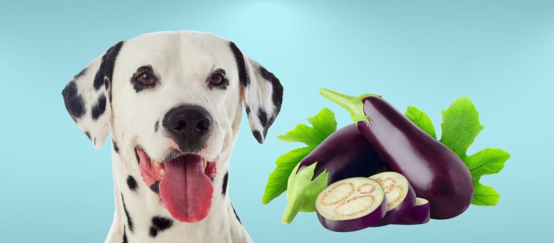 Can Dogs Eat eggplant?