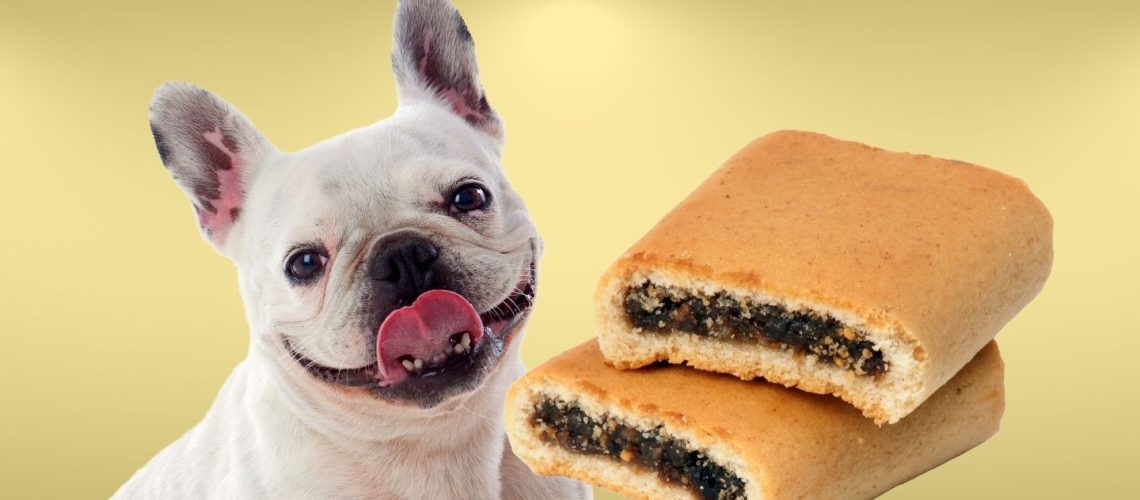 Can Dogs Eat fig newtons?