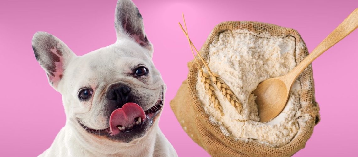 Can Dogs Eat flour?