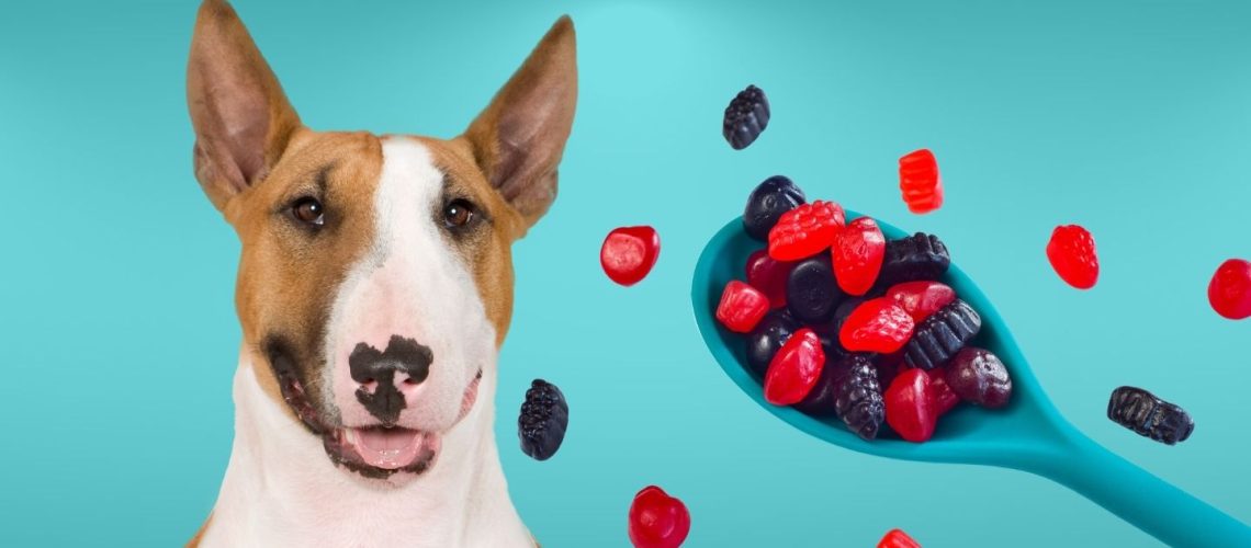 Can Dogs Eat fruit snacks?