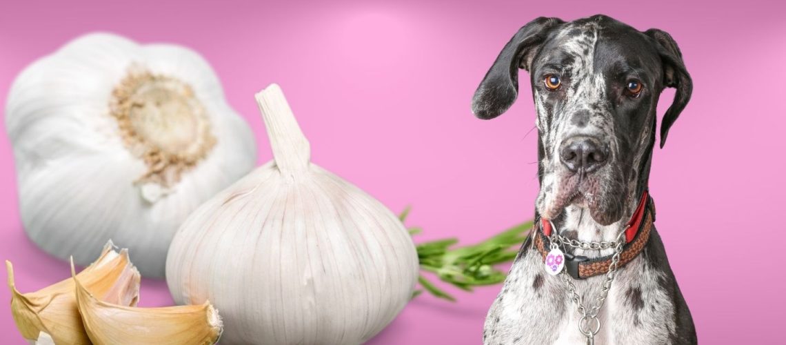 Can Dogs Eat garlic?