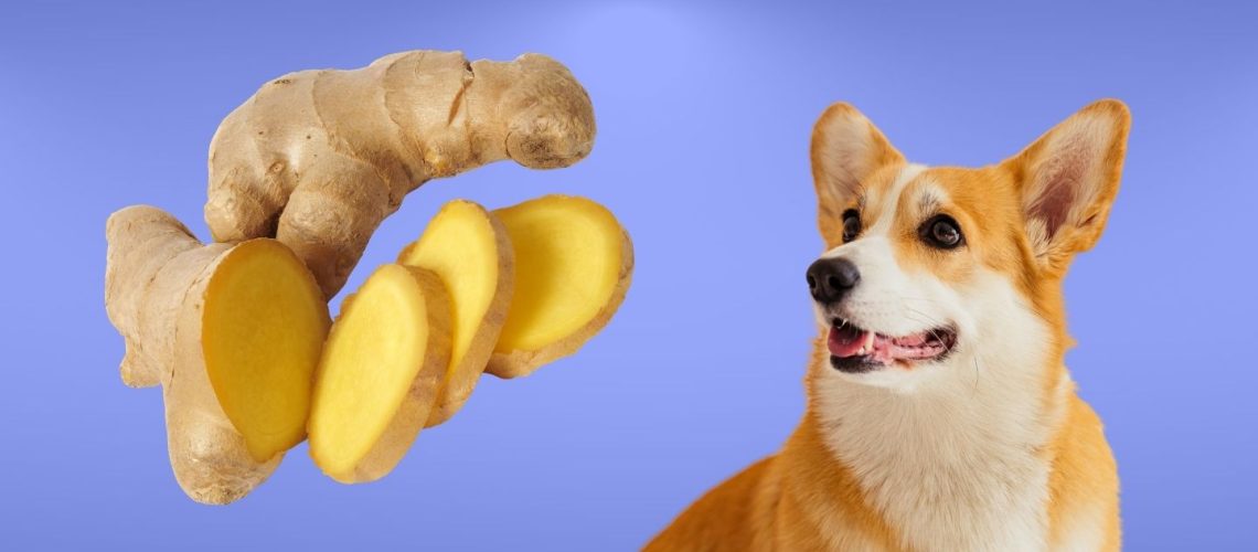 Can Dogs Eat ginger?