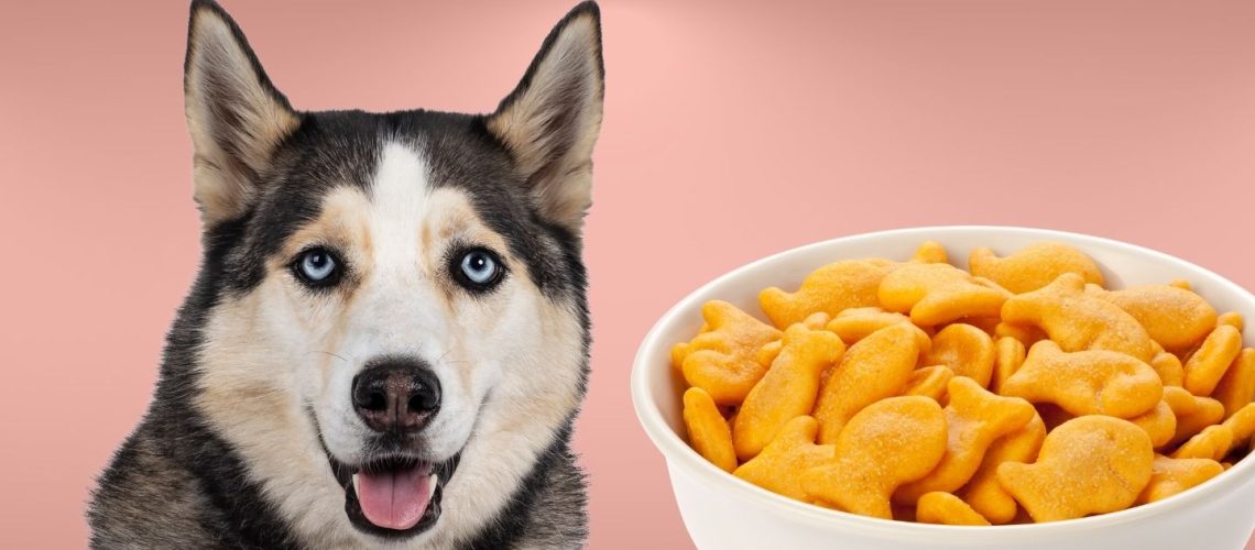 Can Dogs Eat goldfish?