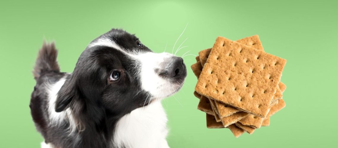 Can Dogs Eat graham crackers?