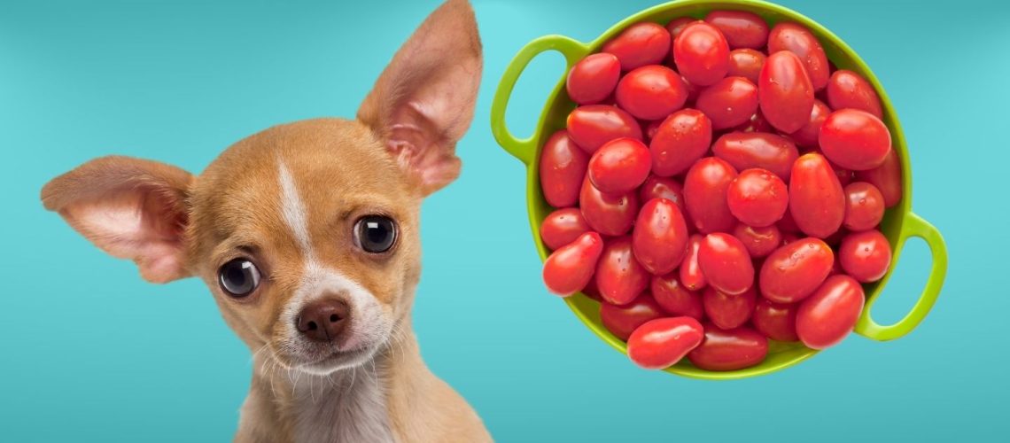 Can Dogs Eat Grape Tomatoes? Safety and Benefits