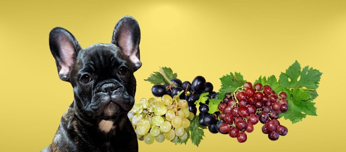 Can Dogs Eat grapes?