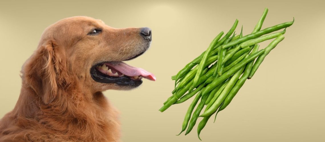 Can Dogs Eat green beans?