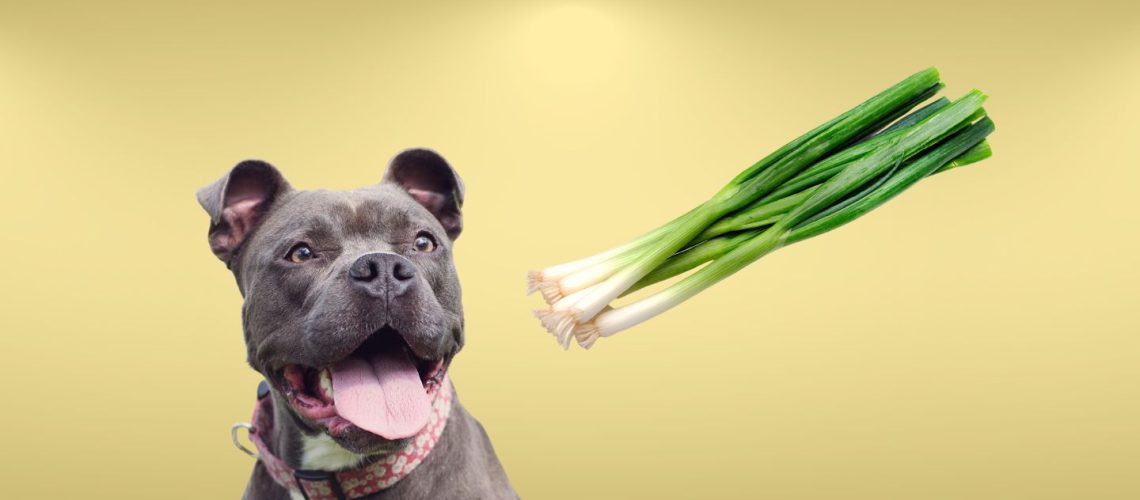 can-dogs-eat-green-onion-the-risks-and-dangers